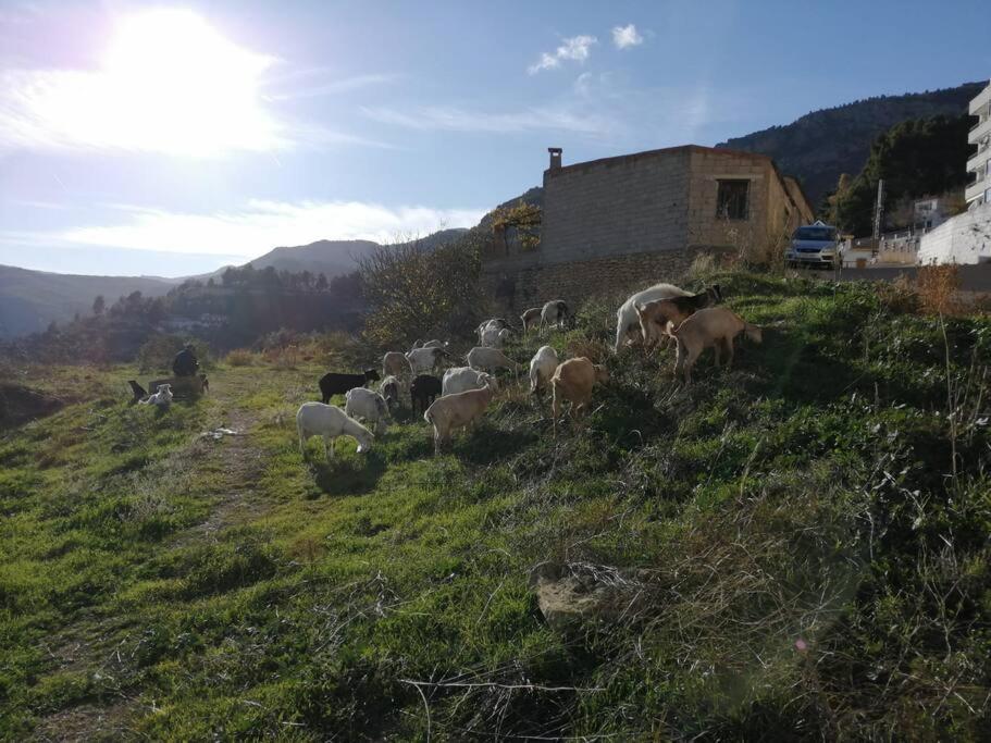 Casa Lourdes Villa Yeste Dış mekan fotoğraf